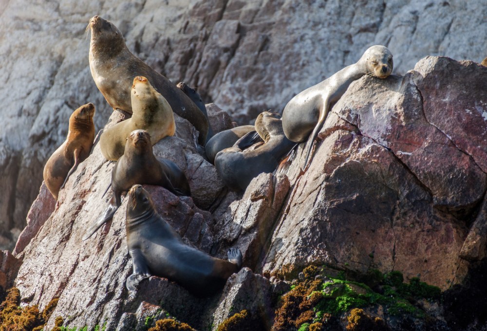 Bootsausflug zu den Islas Ballestas & Huacachina Oase